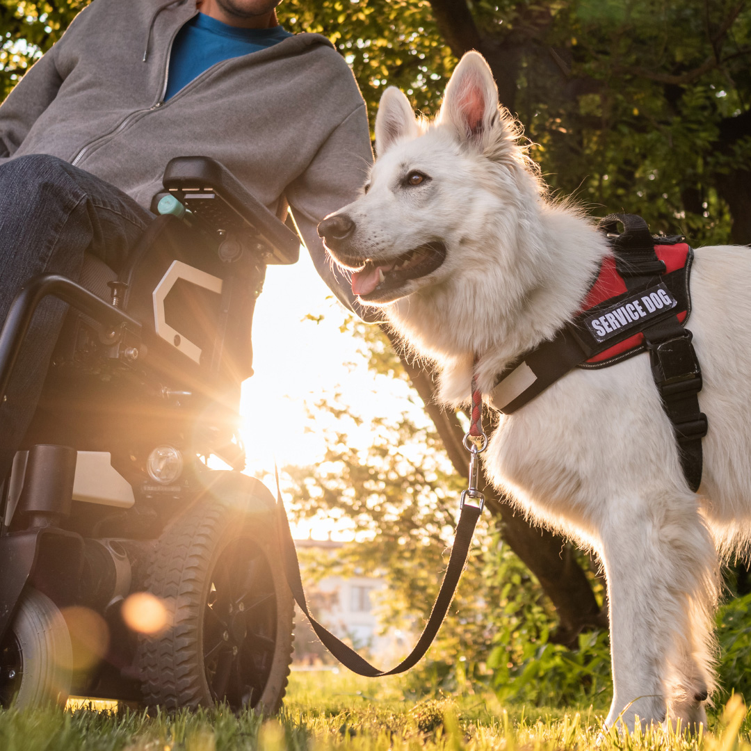 A person in a wheelchair outdoors holds the leash of a white service dog wearing a red vest that says Service Dog. The sun is setting in the background, casting a warm light.